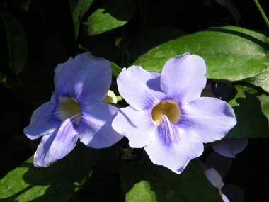 veya yehuda thunbergia grandiflora çiçek 2010