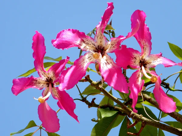 Nebo Jehuda chorisia speciosa květ 2010 — Stock fotografie
