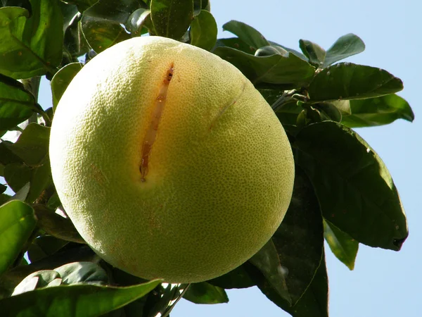 O Yehuda Pamelo fruta 2010 — Foto de Stock