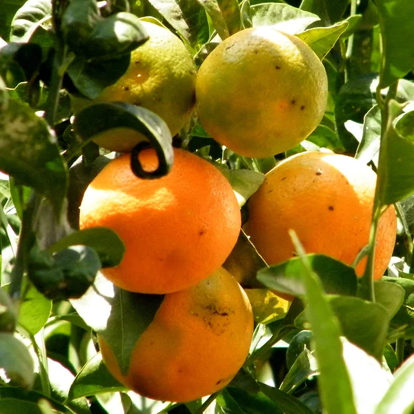 Of yehuda mandarijnen 2010 — Stockfoto