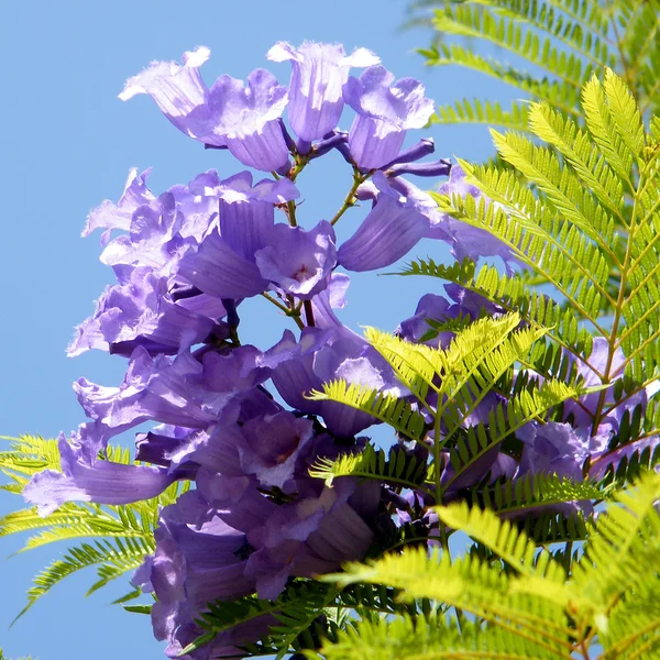 Of yehuda jacaranda bloem 2010 Stockfoto