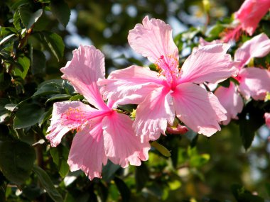 Neve monosson pembe hibiscus çiçek 2010