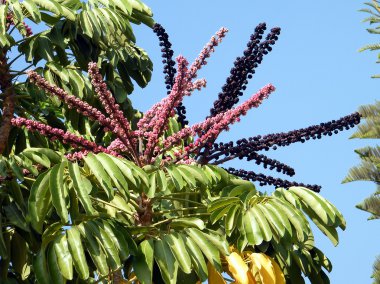 Neve Monosson Schefflera actinophylla 2010