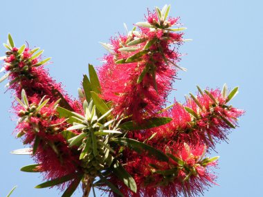 veya yehuda callistemon Kaptan çiçek 2010