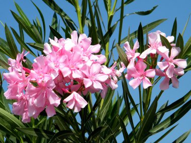 Or Yehuda Pink Oleander flowers 2010 clipart