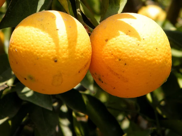 Neve monosson zralé pomeranče 2010 — Stock fotografie