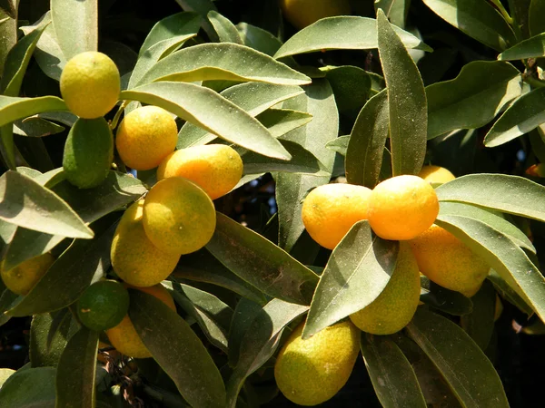 Neve Monosson mature small lemons 2010 — Stock Photo, Image