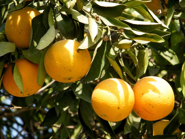 Neve monosson pomeranče 2010 — Stock fotografie
