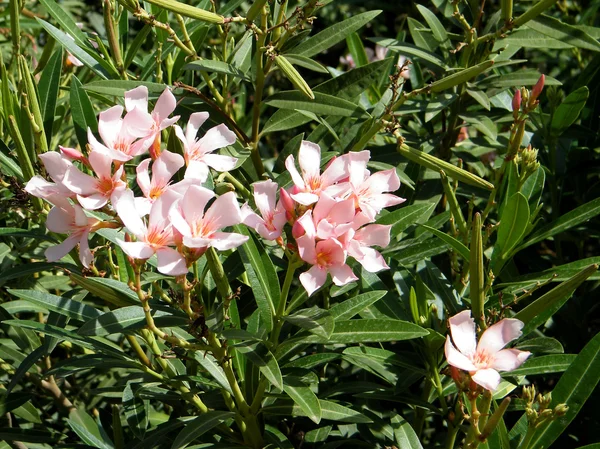 Neve monosson rózsaszín oleander 2010 — Stock Fotó