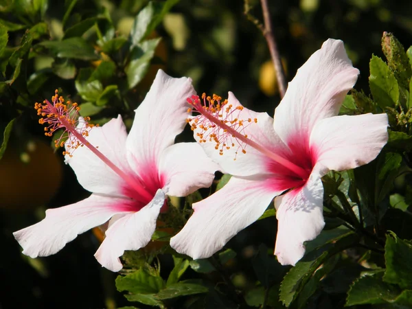 Neve monosson twee hibiscus 2010 — Stockfoto
