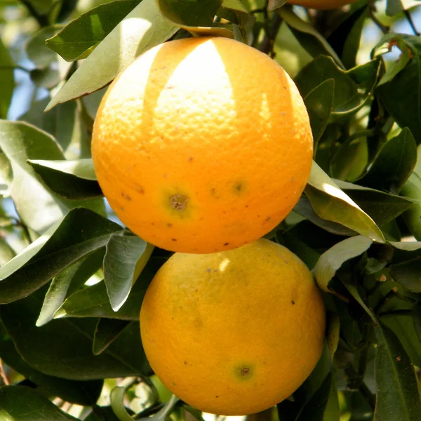 Neve monosson dva pomeranče 2010 — Stock fotografie