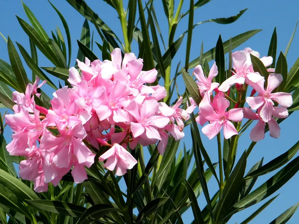 Nebo květy růžovými oleandry Jehuda 2010 — Stock fotografie