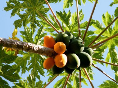 veya yehuda papaya 2010