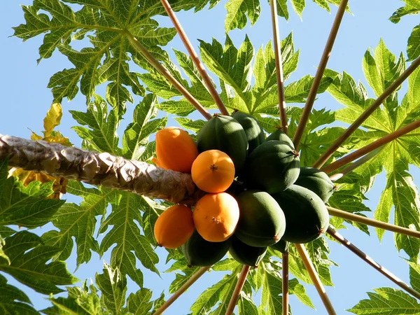 Vagy yehuda papaya 2010 — 스톡 사진