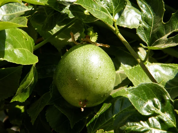 O Yehuda Passiflora 2010 — Foto de Stock