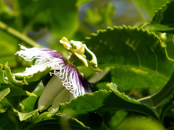 Или цветок Yehuda Passiflora 2010 — стоковое фото