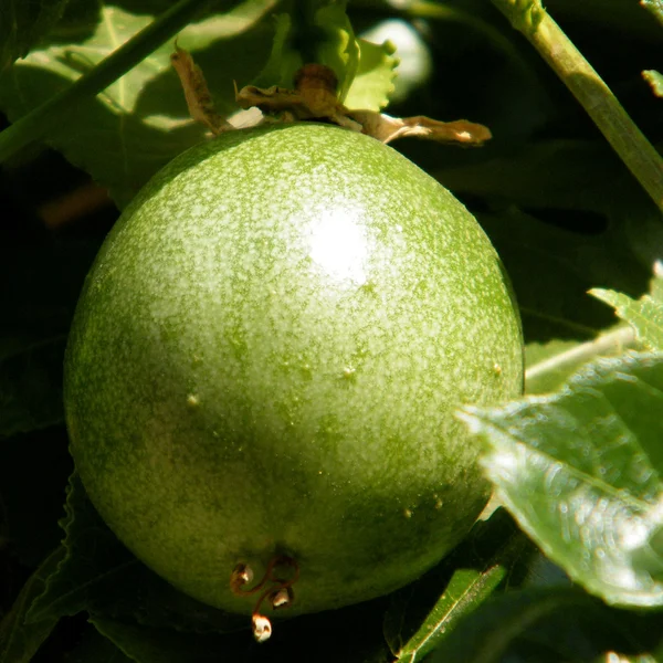 Or Yehuda Passiflora fruit 2010 — Stock Photo, Image