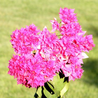 Ein Gedi Bougainvillia 2010