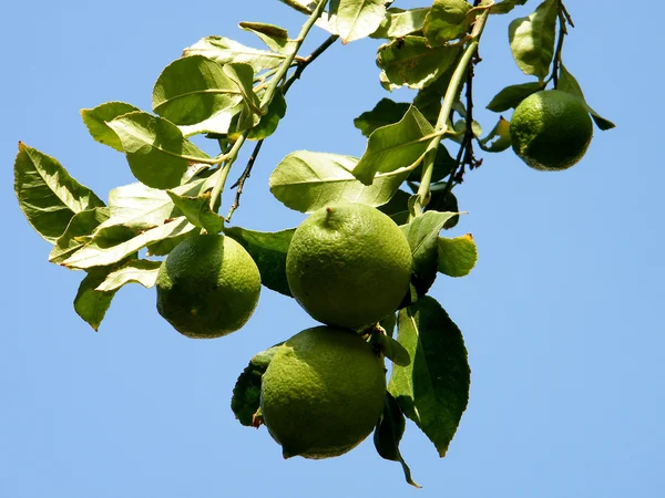 Nebo Jehuda zrání citrony 2010 — Stock fotografie