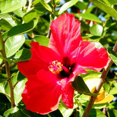 Ramat gan park kırmızı hibiscus Ekim 2010