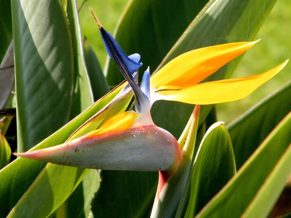 stock image Ramat Gan Park Bird of Paradise 2010