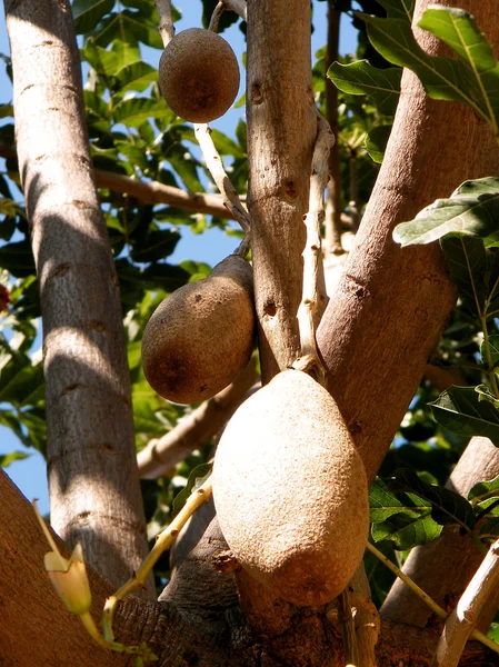 Ou Yehuda Kigelia pinnata frutas 2010 — Fotografia de Stock