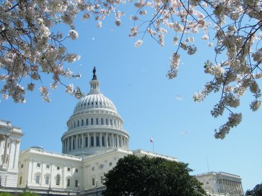 Washington Cherry Blossoms & Capitol 2010 clipart