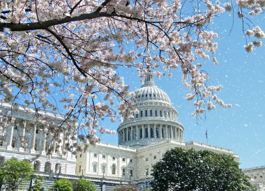 Washington Cherry Blossoms and Capitol April 2010 clipart