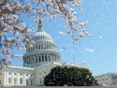 Washington Cherry Blossoms near Capitol 2010 clipart