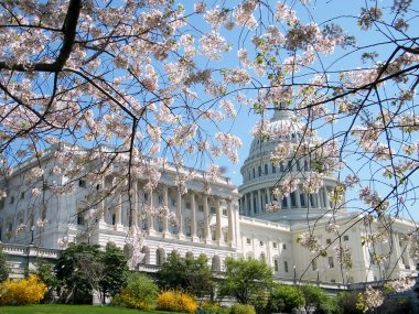 Washington Cherry Blossoms near Capitol Building 2010 clipart