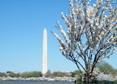 Washington kiraz çiçekleri ve washington Anıtı 2010