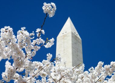 Washington Cherry Blossoms near Washington Monument 2010 clipart