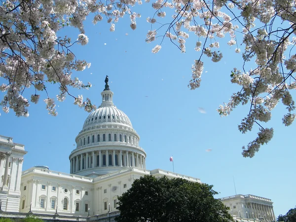 stock image Washington Cherry Blossoms & Capitol 2010