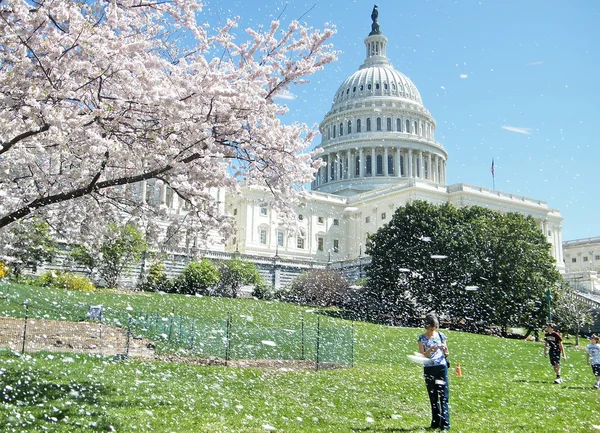 stock image Washington Cherry Blossoms and Capitol 2010