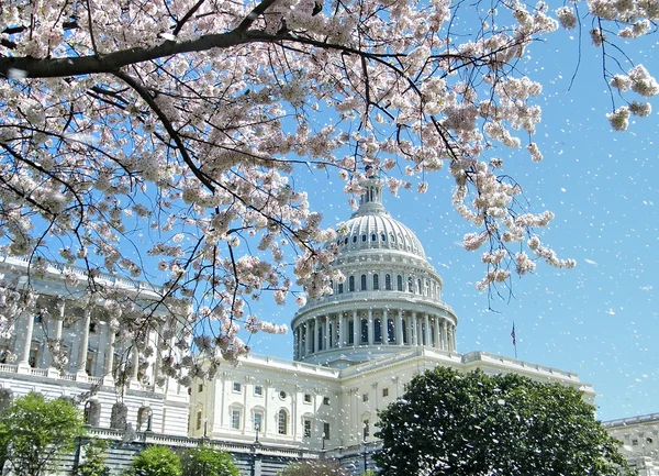 stock image Washington Cherry Blossoms and Capitol April 2010