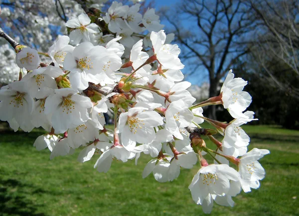 ワシントン桜の枝 2010 — ストック写真