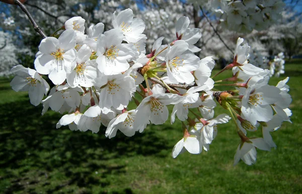 华盛顿的樱花 2010年分支 — 图库照片