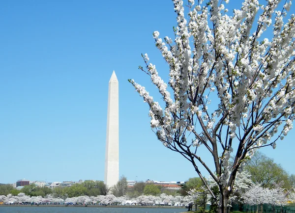 Washington Cherry Blossoms and Washington Monument 2010 — Stock Photo, Image