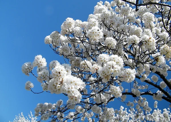 Washington Kirschblütenkugeln 2010 — Stockfoto