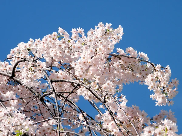 Washington Cherry Blossoms ramificações 2010 — Fotografia de Stock