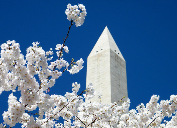 Washington Cherry Blossoms near Washington Monument 2010