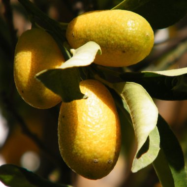 Bar-Ilan Üniversitesi limon 2010