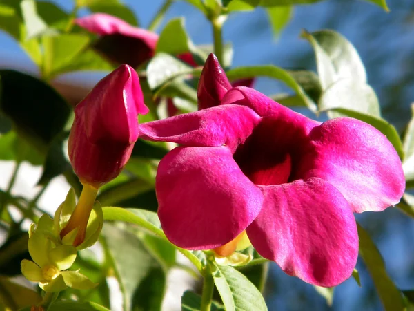 Eller yehuda blommor av mandevilla sanderi 2010 — Stock fotografie