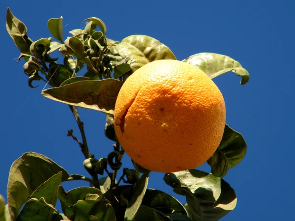 O Yehuda Orange 2010 — Foto Stock