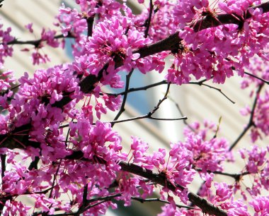 Washington Chinese Redbud Tree Blossoms 2010 clipart