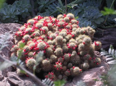 Washington Mammillaria prolifera 2004 clipart