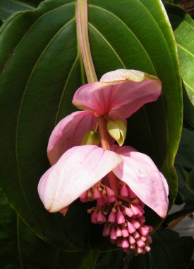 Washington Medinilla magnifica 2010