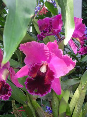 Washington cattleya orkide çiçek 2004