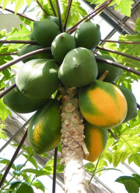 Washington Papaya 2010 clipart