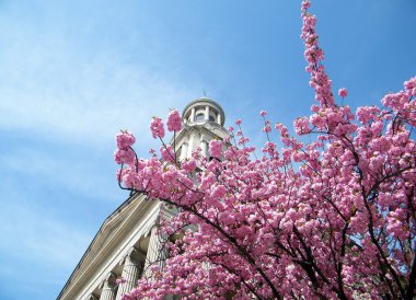 Washington Sakura near Church 2010 clipart